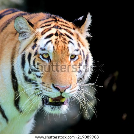 young sumatra Tiger\'s face Staring with ferocious eyes discreetly angry on black background.