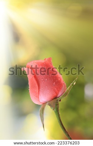 Red Rose Flowers beautiful with Golden Rim Light a day Early Morning and bokeh background