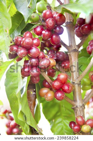 Closeup Unripe or raw and rip coffee beans on stem tree.