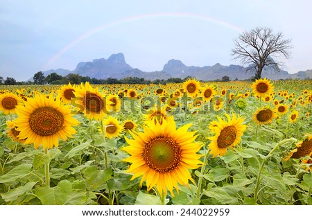 sun flower, Blooming sunflower field under blue sky and rainbow colors.