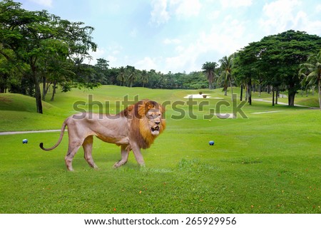 Wildlife would be happy if it is in the nature freely. Old male lion walking on golf courses happily.