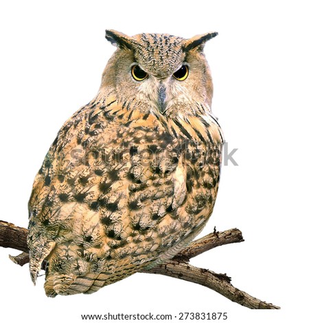 The Eagle Owl night bird barn owl stand on old dead tree isolated on white background. This has clipping path.
