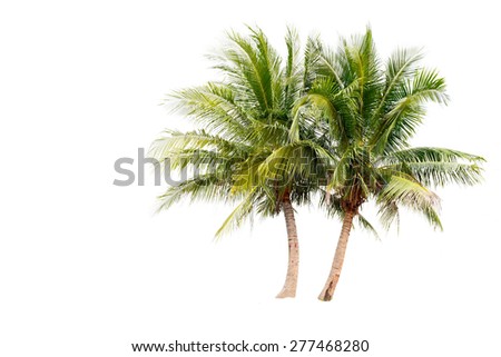 The Coconut palm trees isolated on white background. This has clipping path.