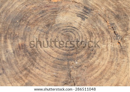 Cross section of the old tree or dead wood