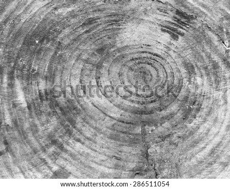 Cross section of the old tree or dead wood black and white style