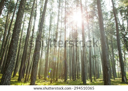 Competition of pine trees To sunlight necessary to sustain life.