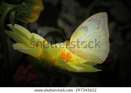 summer Conventional butterfly yellow perch on flowers yellow chrysanthemum in the fields on the background