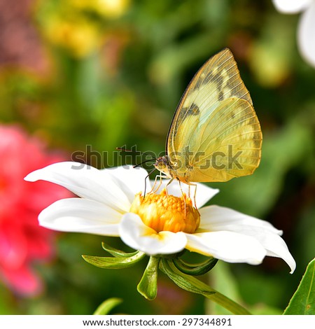 summer Conventional butterfly yellow perch on flowers yellow chrysanthemum in the fields on the background