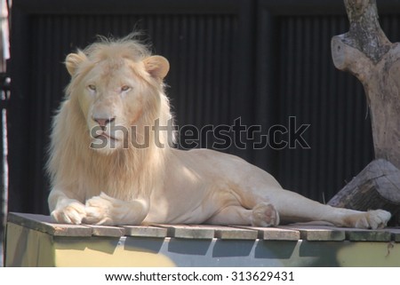White lion sleeping on a wooden platform