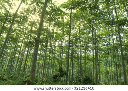 Reforestation for sustainable development, adding ozone to the world.