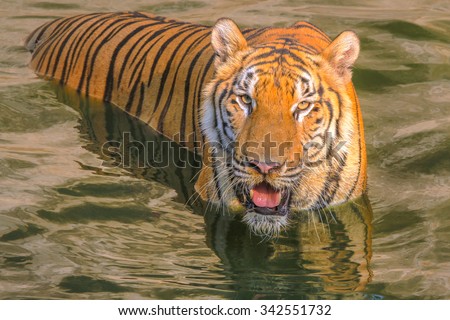 young sumatra Tiger\'s face Staring with ferocious eyes discreetly angry