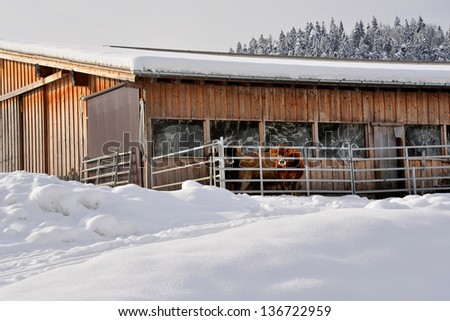 Cows and barn in winter