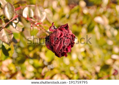 Wilting rose on rose bush