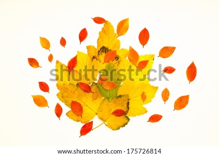 Yellow autumn leaves Isolated on white background