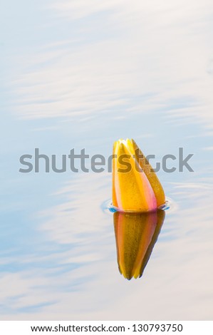 Water lilly giving of a beautiful reflection in the water. /The Reflection