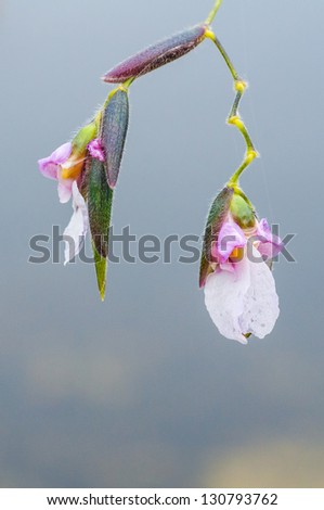 A close up shot  of a  flower hanging over the water. / Hanging Around