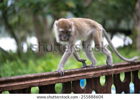 Macaque monkey walking on the wooden railing in Bako national park in Borneo, Malaysia