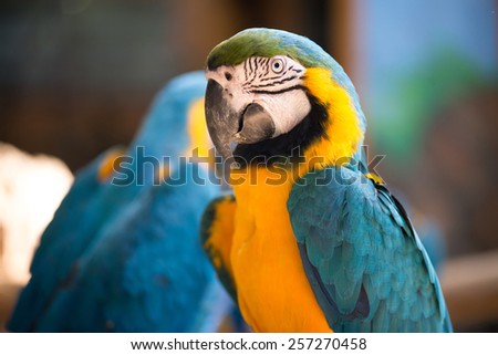 Colorful blue and yellow parrot macaw Ara ararauna