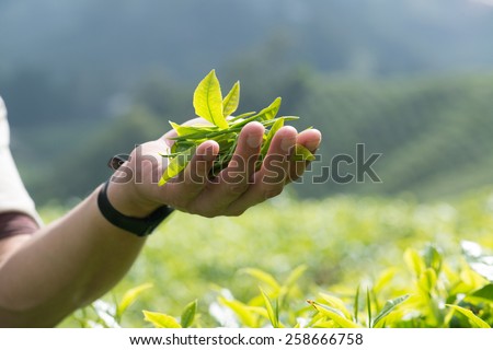 Man holding tea leaves in tea Plantation in the Cameron Highlands, Malaysia