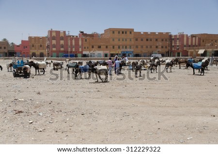 Errachidia, Morocco, CIRCA MAY 2013: Desert city in Africa, Morocco. Donkeys are here commonly animals
