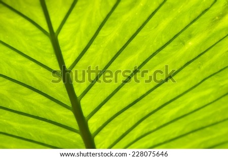 Tropical Leaf.  Back lit tropical leaf for texture and background.