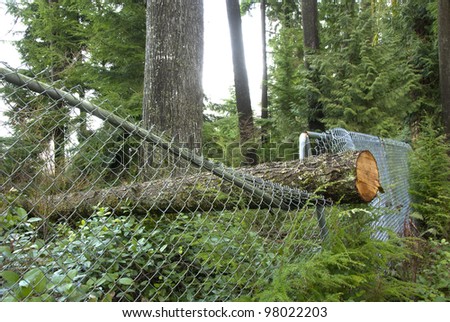 Fallen Tree. A tree blown over by wind had fallen crushing a fence.