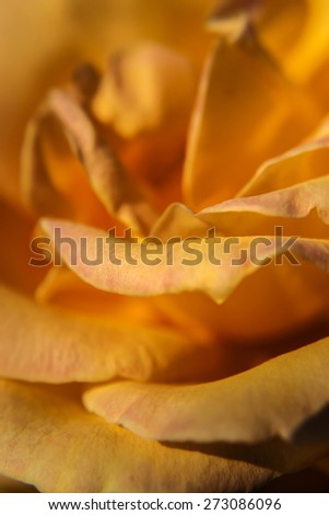 Rose petals in closeup. / Yellow Rose petals / Unable to smell the fragrance, you can almost feel the texture.