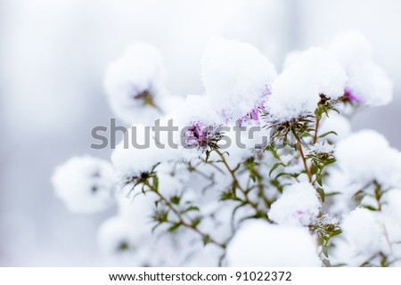 Flowers in snow on blurry background - shallow DOF