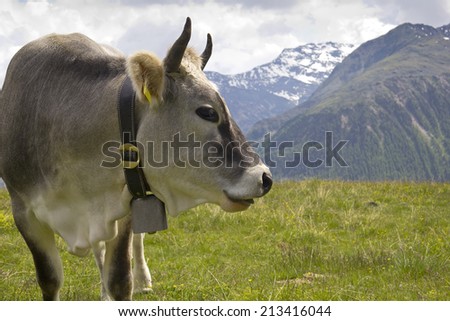 Cow on the European Alps. A cow is standing at an alpine meadow in the European Alps. Was seen in the Valley, South Tirol.