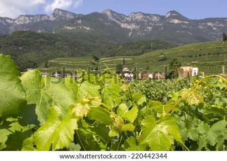 View to the vineyards in Kaltern, Caladaro, South Tyrol with different focus in foreground. Kaltern, a village near the lake Kalterer See, is famous for wine and vineyards (Dolomites, European Alps).