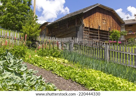 Fresh leaf lettuce and onions in the cottage garden. Was seen in a little garden in south tyrol in the European Alps. Beautiful wooden barn in background.