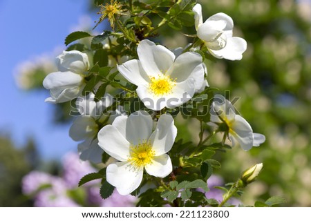 White Wild Rose (Rosa canina or dog rose) in springtime.