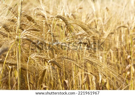 Cereal Plants, Barley, with different focus. Barley grain is used for flour, barley bread, barley beer, some whiskeys, some vodkas, and animal fodder.