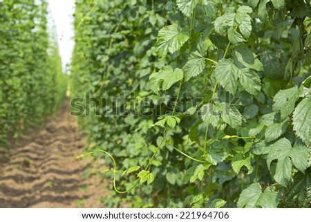 A field with common hop plants, also used for beer! Was seen in the region Hallertau, Bavaria, Germany. This region is the largest continuous hop-planting area in the world.