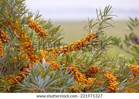 Common sea-buckthorn in autumn, typical for this plant is a high content of vitamin C. In background is seen the Baltic Sea.