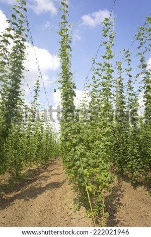 A field with common hop plants, also used for beer! Was seen in the region Hallertau, Bavaria, Germany. This region is the largest continuous hop-planting area in the world.