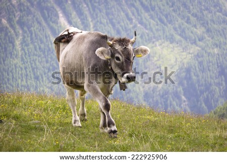 Cow on the European Alps. A cow is standing at an alpine meadow in the European Alps. Was seen in the Schnalstal Valley, South Tyrol.