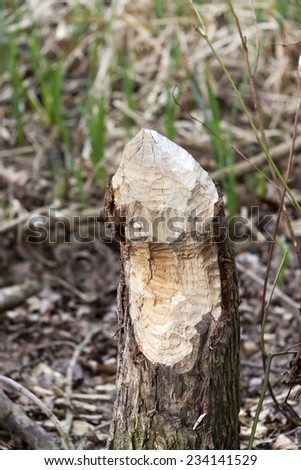 Work of a beaver in forest. A tree is gnawed off. It is typical for beavers to fell trees.