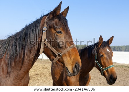 Horse heads of brown horses. (Was seen on a horse farm.)