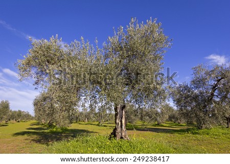 Olive tree plantation in the Extremadura (Spain).