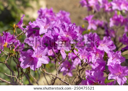 Azaleas are flowering shrubs making up part of the genus Rhododendron.