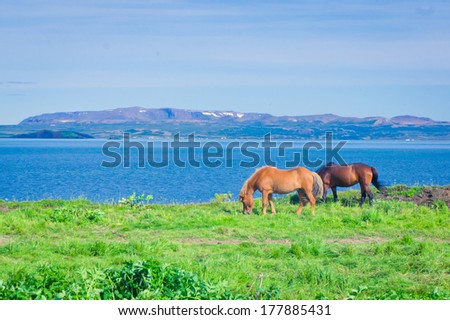 Icelandic Horses near famous icelandic myvatn lake
