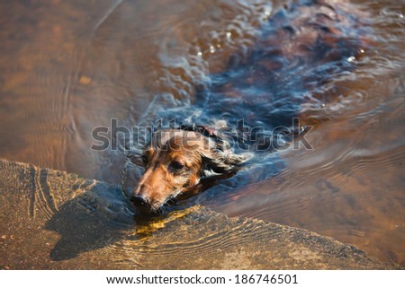 Beautiful Brown Long-haired Dachshunds hunting playing and swimming
