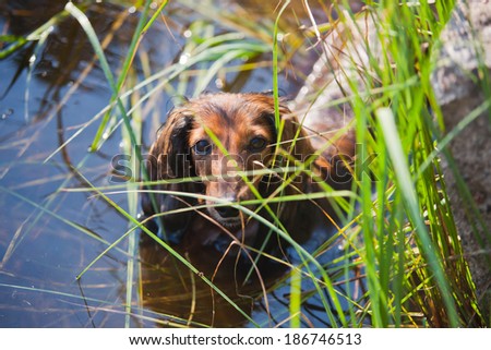 Beautiful Brown Long-haired Dachshunds hunting playing and swimming