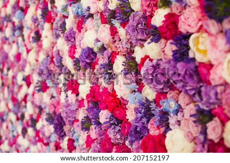 Beautiful wall made of red violet purple flowers, roses, tulips, press-wall, background