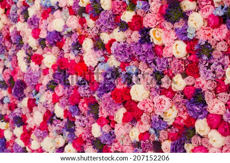 Beautiful wall made of red violet purple flowers, roses, tulips, press-wall, background
