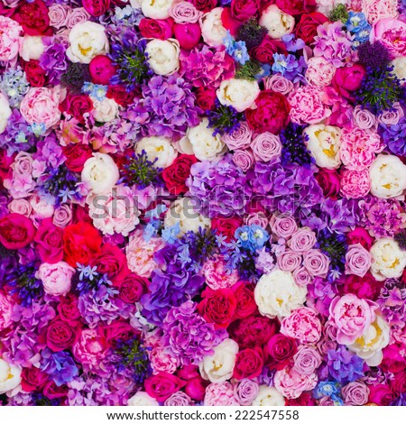 Beautiful wall made of red violet purple flowers, roses, tulips, press-wall, background, valentines day background