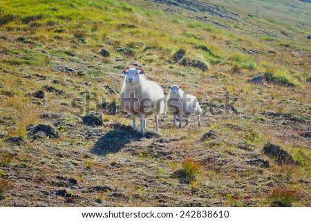 Herd flock of icelandic sheep lamb walking pasture in the meadow near farm