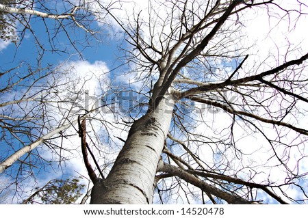 worm\'s eye view of silhouetted tree backed by a cloudy blue sky