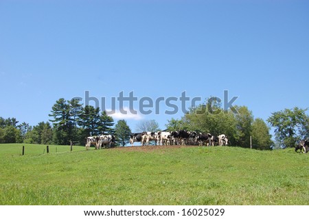 hot of cows grazing on a hill